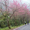 平菁街42巷櫻花.大坪尾山.尾崙山.大石閣小水準點.烏來福山櫻花.猴洞尖.鹿鵠崙 278