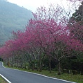 平菁街42巷櫻花.大坪尾山.尾崙山.大石閣小水準點.烏來福山櫻花.猴洞尖.鹿鵠崙 282