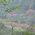 平菁街42巷櫻花.大坪尾山.尾崙山.大石閣小水準點.烏來福山櫻花.猴洞尖.鹿鵠崙 291