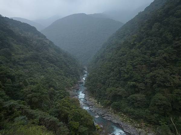 平菁街42巷櫻花.大坪尾山.尾崙山.大石閣小水準點.烏來福山櫻花.猴洞尖.鹿鵠崙 296