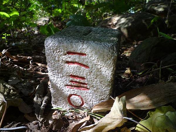 平菁街42巷櫻花.大坪尾山.尾崙山.大石閣小水準點.烏來福山櫻花.猴洞尖.鹿鵠崙 145