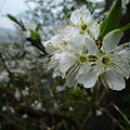 平菁街42巷櫻花.大坪尾山.尾崙山.大石閣小水準點.烏來福山櫻花.猴洞尖.鹿鵠崙 159