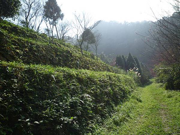 平菁街42巷櫻花.大坪尾山.尾崙山.大石閣小水準點.烏來福山櫻花.猴洞尖.鹿鵠崙 169