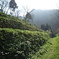 平菁街42巷櫻花.大坪尾山.尾崙山.大石閣小水準點.烏來福山櫻花.猴洞尖.鹿鵠崙 169