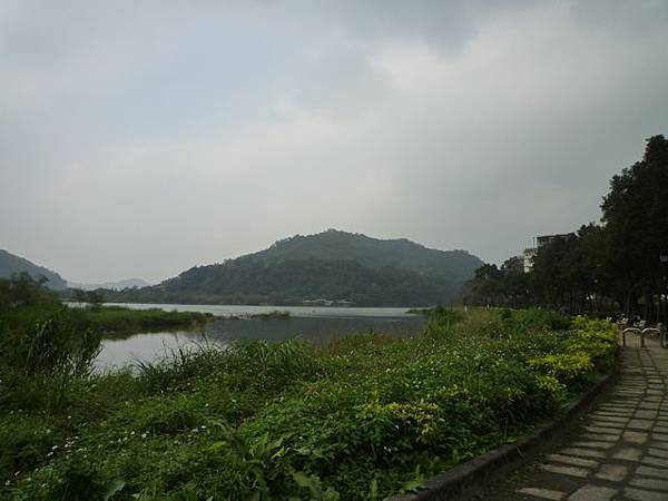 平菁街42巷櫻花.大坪尾山.尾崙山.大石閣小水準點.烏來福山櫻花.猴洞尖.鹿鵠崙 233