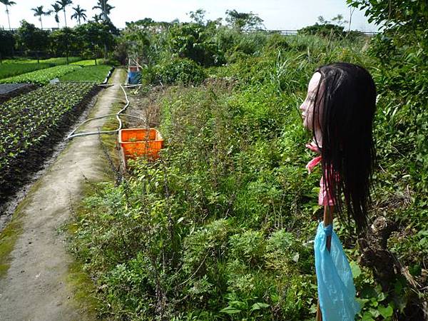 八仙、中八仙跡時未遇 073