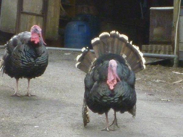 南機場臭老闆蒸臭豆腐.五城山、太極嶺賞櫻花 020