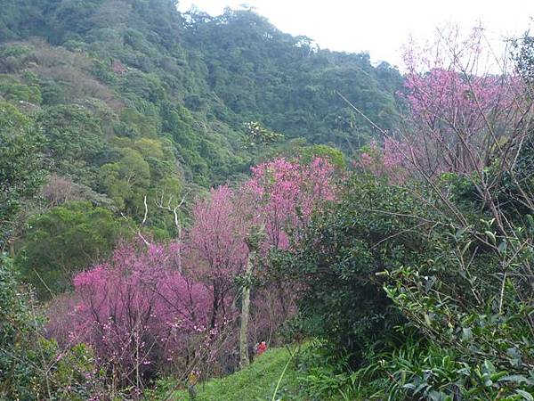 南機場臭老闆蒸臭豆腐.五城山、太極嶺賞櫻花 054