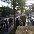 碧湖山.金面山.剪刀石山.公館自來水博物館河津櫻 146