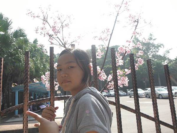 姐妹自來水園區賞河津櫻 037