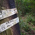 碧湖山.金面山.剪刀石山.公館自來水博物館河津櫻 034