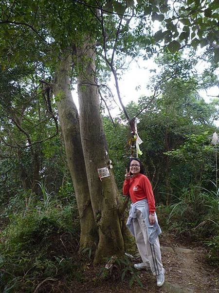 碧湖山.金面山.剪刀石山.公館自來水博物館河津櫻 039