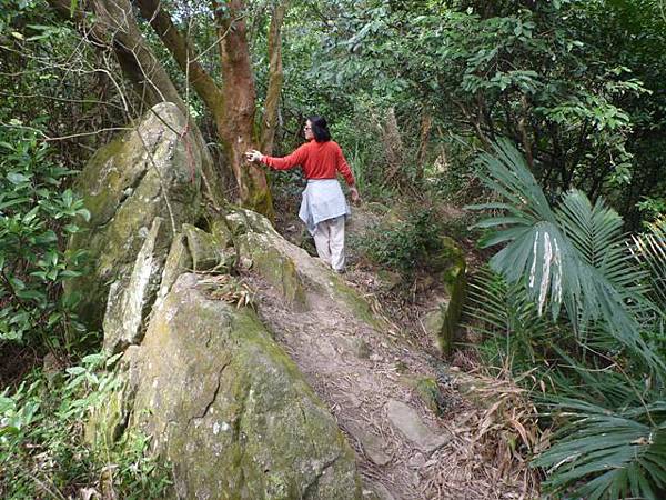 碧湖山.金面山.剪刀石山.公館自來水博物館河津櫻 047