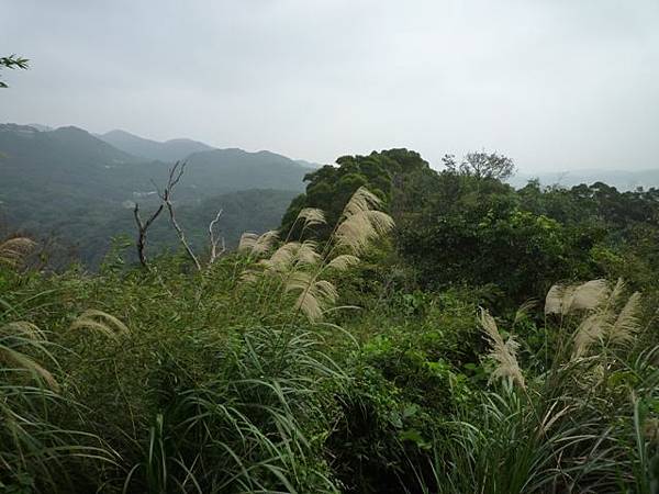 碧湖山.金面山.剪刀石山.公館自來水博物館河津櫻 053