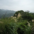 碧湖山.金面山.剪刀石山.公館自來水博物館河津櫻 053