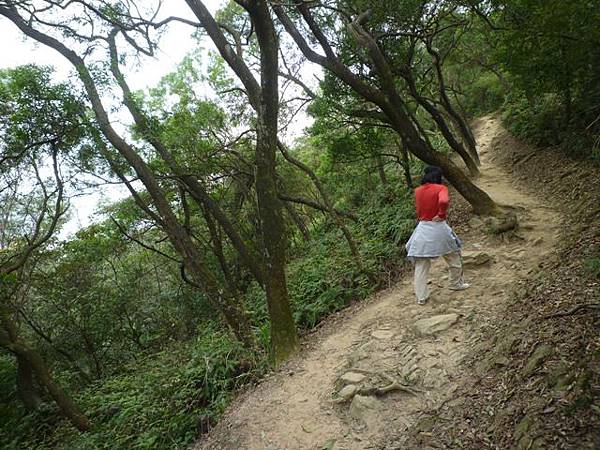 碧湖山.金面山.剪刀石山.公館自來水博物館河津櫻 061