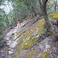 碧湖山.金面山.剪刀石山.公館自來水博物館河津櫻 083