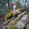 碧湖山.金面山.剪刀石山.公館自來水博物館河津櫻 084