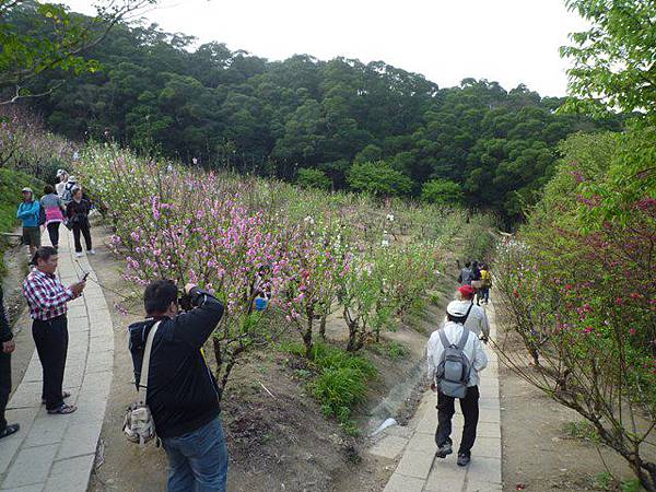 木柵國小御大禮記念樹.樟樹步道魯冰花.老泉里杏花林.樟湖山 050