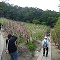 木柵國小御大禮記念樹.樟樹步道魯冰花.老泉里杏花林.樟湖山 050