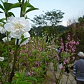 木柵國小御大禮記念樹.樟樹步道魯冰花.老泉里杏花林.樟湖山 052