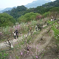 木柵國小御大禮記念樹.樟樹步道魯冰花.老泉里杏花林.樟湖山 053