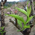 木柵國小御大禮記念樹.樟樹步道魯冰花.老泉里杏花林.樟湖山 058