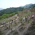 木柵國小御大禮記念樹.樟樹步道魯冰花.老泉里杏花林.樟湖山 060