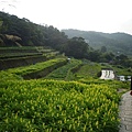 木柵國小御大禮記念樹.樟樹步道魯冰花.老泉里杏花林.樟湖山 065