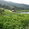 木柵國小御大禮記念樹.樟樹步道魯冰花.老泉里杏花林.樟湖山 067