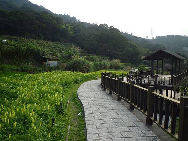 木柵國小御大禮記念樹.樟樹步道魯冰花.老泉里杏花林.樟湖山 070