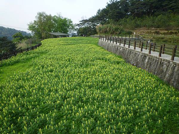 木柵國小御大禮記念樹.樟樹步道魯冰花.老泉里杏花林.樟湖山 073