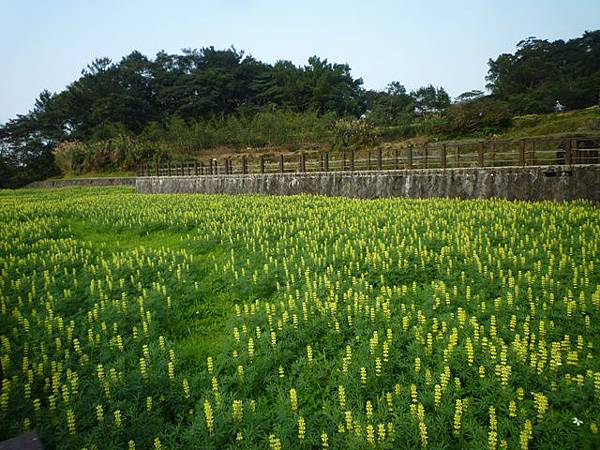 木柵國小御大禮記念樹.樟樹步道魯冰花.老泉里杏花林.樟湖山 075