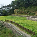 木柵國小御大禮記念樹.樟樹步道魯冰花.老泉里杏花林.樟湖山 077