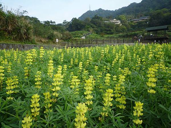 木柵國小御大禮記念樹.樟樹步道魯冰花.老泉里杏花林.樟湖山 083