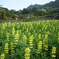 木柵國小御大禮記念樹.樟樹步道魯冰花.老泉里杏花林.樟湖山 083