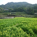 木柵國小御大禮記念樹.樟樹步道魯冰花.老泉里杏花林.樟湖山 084