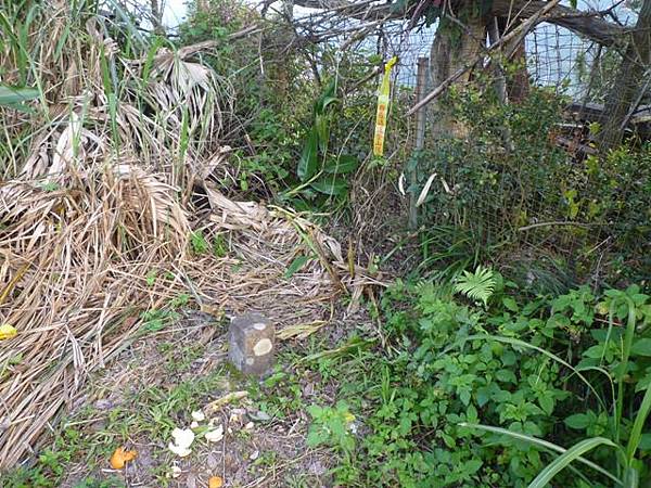 木柵國小御大禮記念樹.樟樹步道魯冰花.老泉里杏花林.樟湖山 092