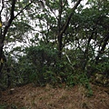 林梢步道.觀因山二等基磐.牛埔山.牛埔尾山未遇 155
