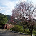 福安山.四分尾山.九層坪山.大尖山賞櫻 031