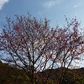 福安山.四分尾山.九層坪山.大尖山賞櫻 032