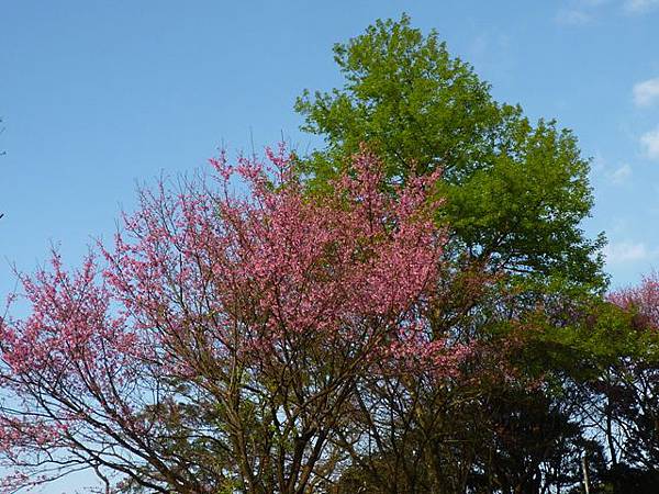 福安山.四分尾山.九層坪山.大尖山賞櫻 039