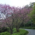 福安山.四分尾山.九層坪山.大尖山賞櫻 041