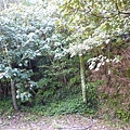 福安山.四分尾山.九層坪山.大尖山賞櫻 097