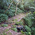 福安山.四分尾山.九層坪山.大尖山賞櫻 098