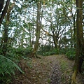 福安山.四分尾山.九層坪山.大尖山賞櫻 099