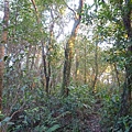 福安山.四分尾山.九層坪山.大尖山賞櫻 101
