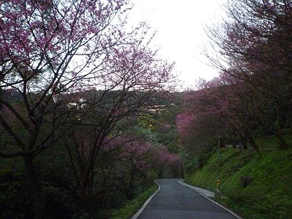 福安山.四分尾山.九層坪山.大尖山賞櫻 122