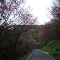 福安山.四分尾山.九層坪山.大尖山賞櫻 122