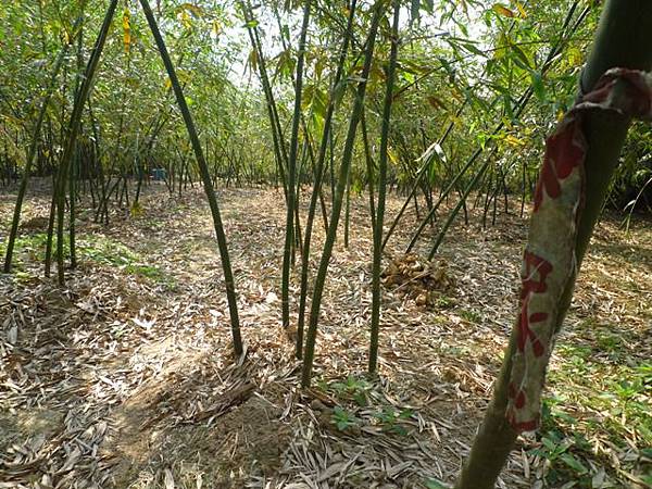 牛屎坑山(御史坑山).牛港稜山 029